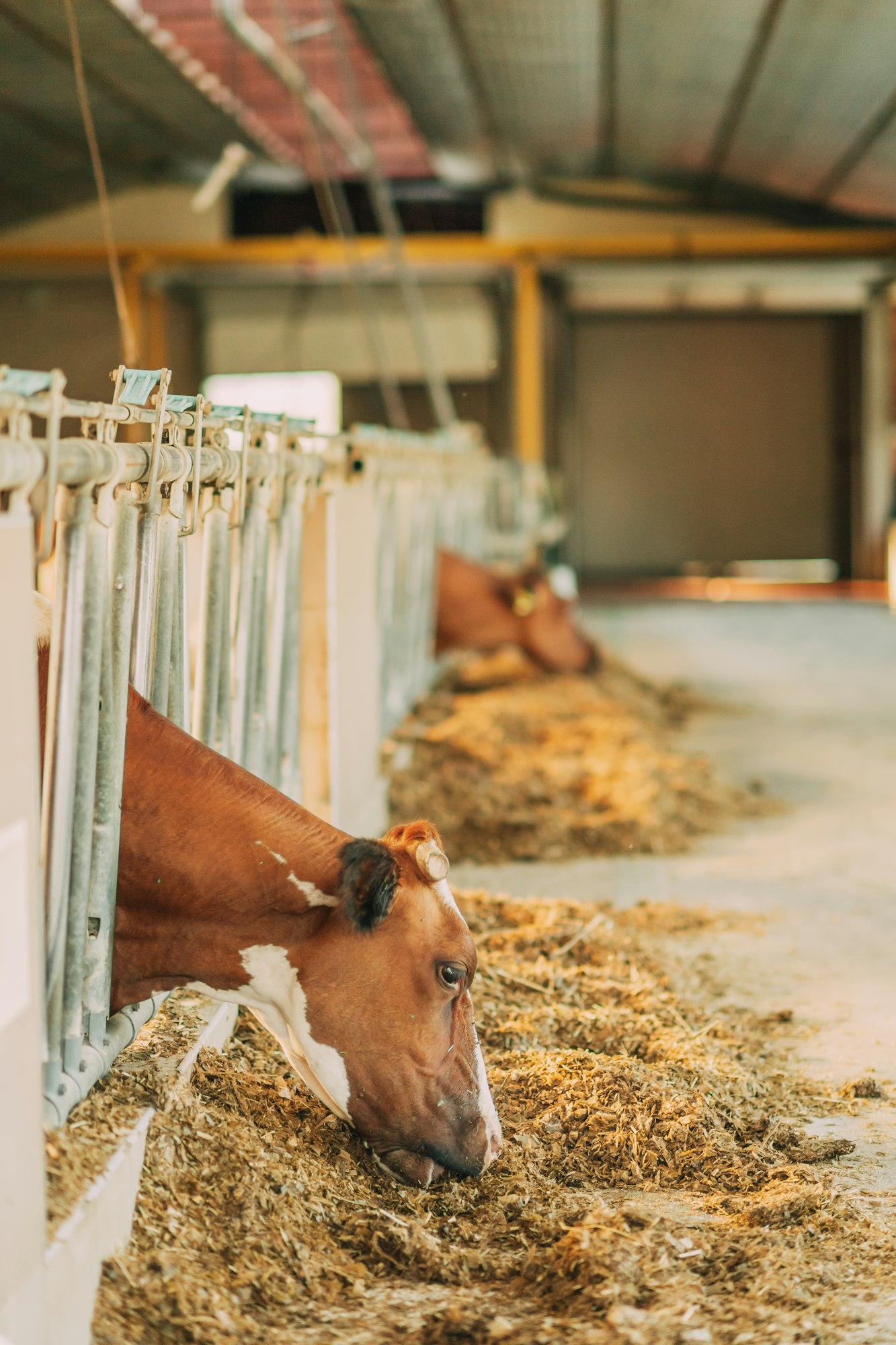 Animals on the farm, cattle, cow on the farm