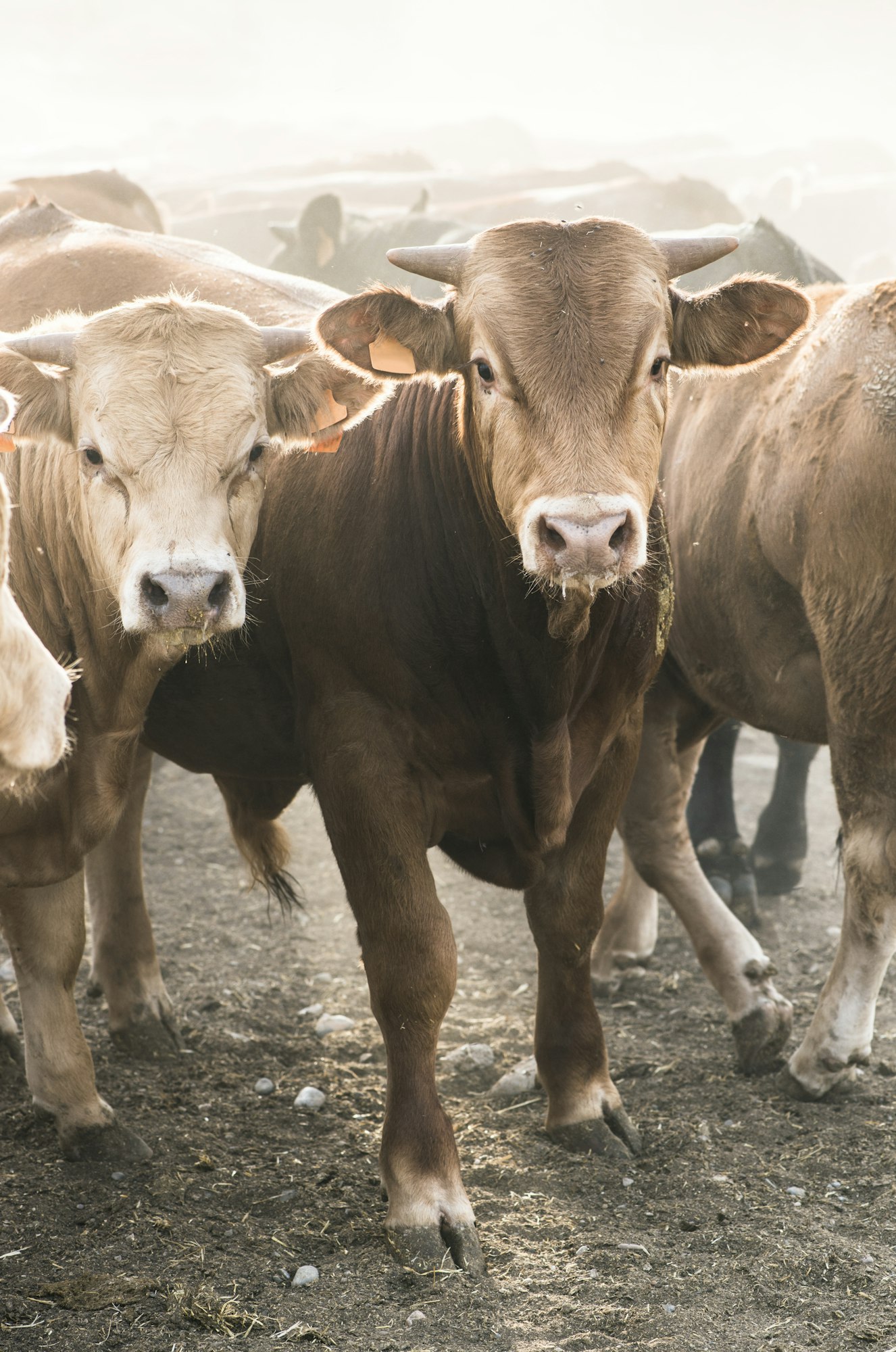 Calves in farm