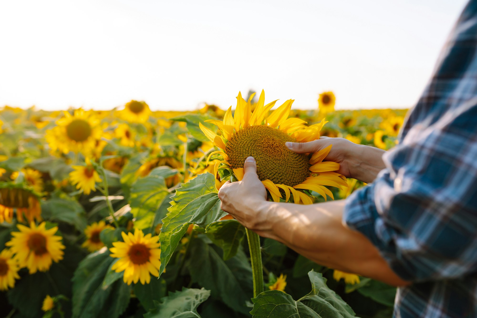 Farmer examining crop in the sunflower field. Harvesting, organic farming concept