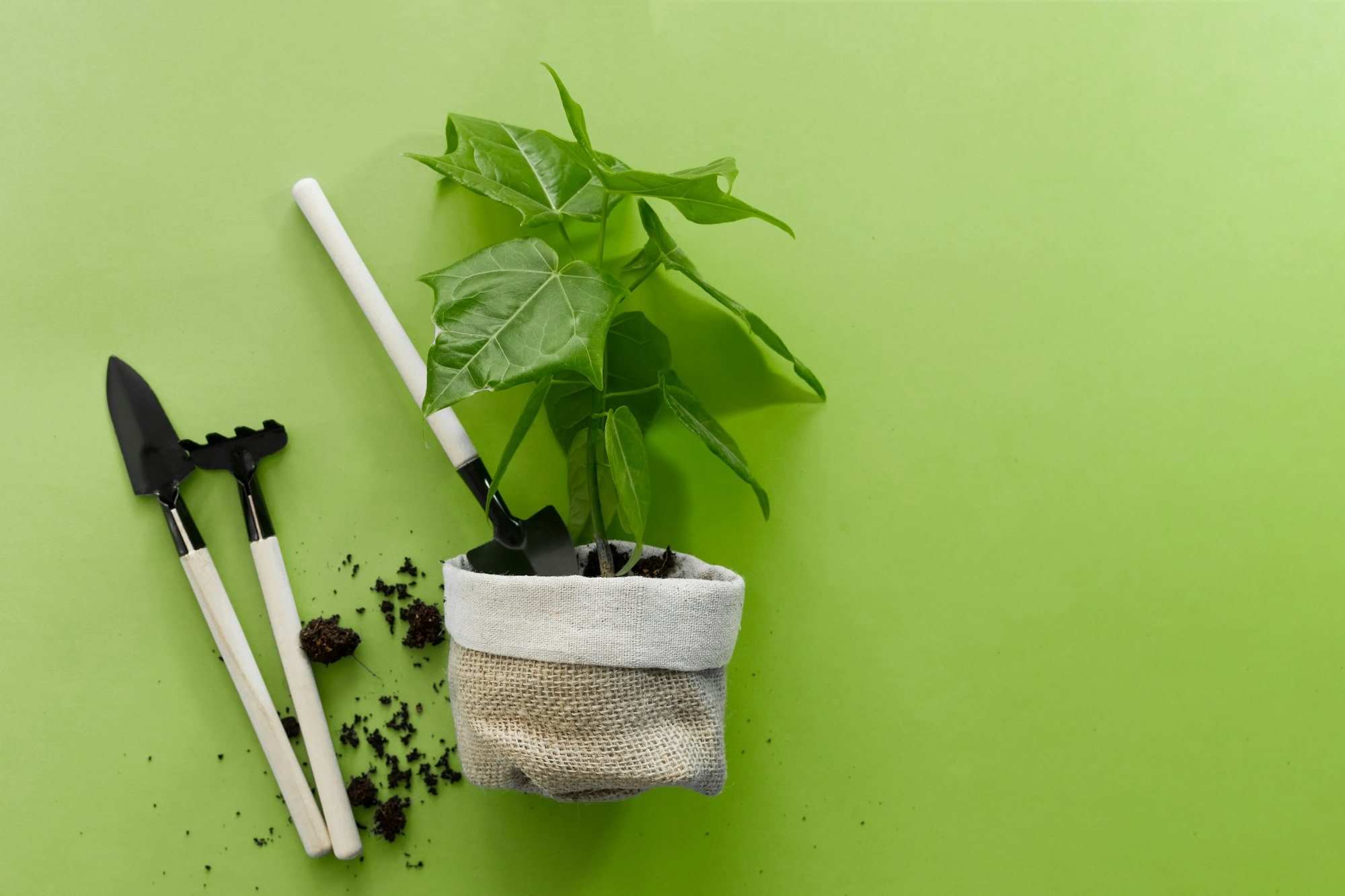 top view of a small tree and gardening tools - Earth Day, forest conservation concept